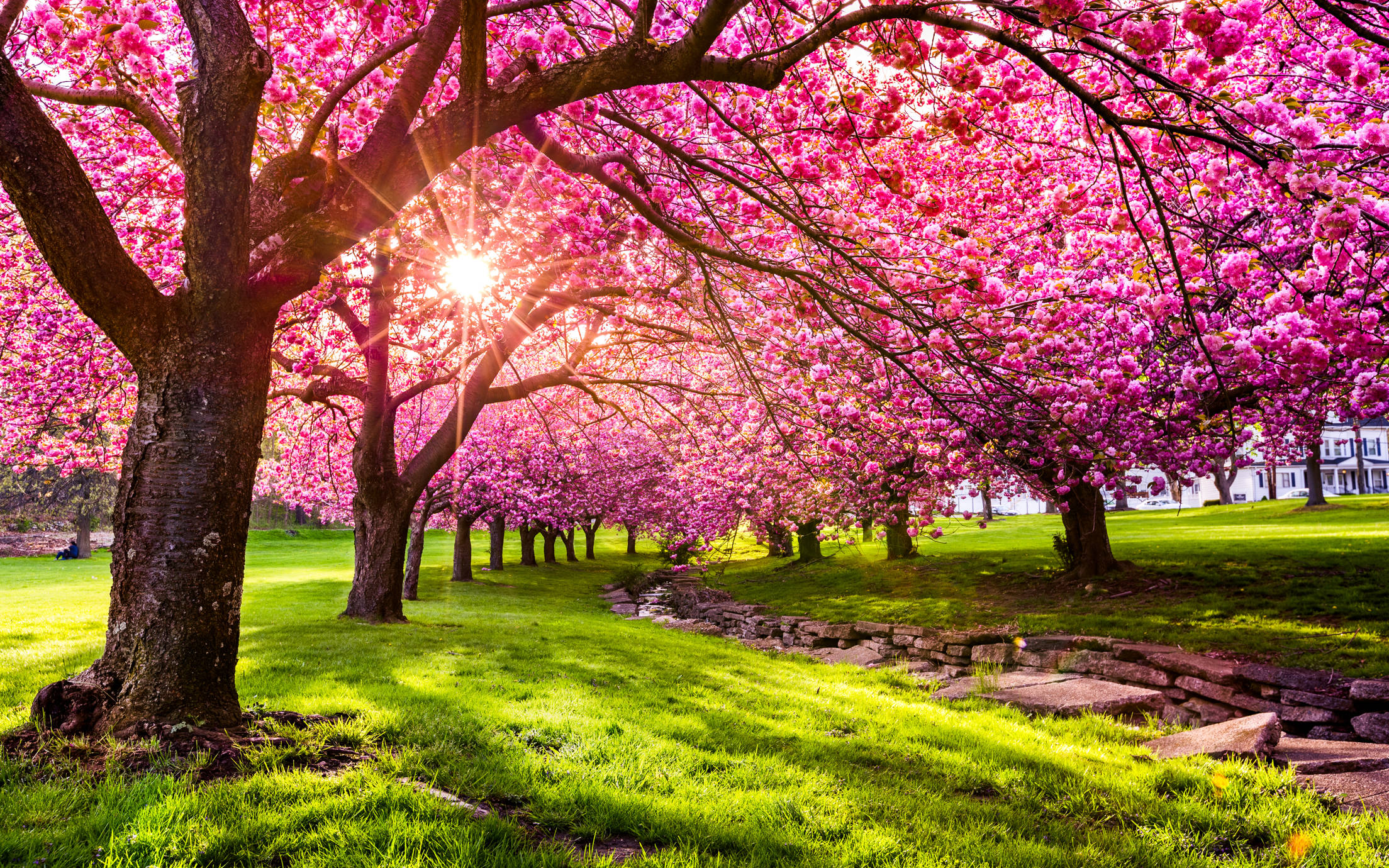 Several cherry blossom trees in full bloom and green grass