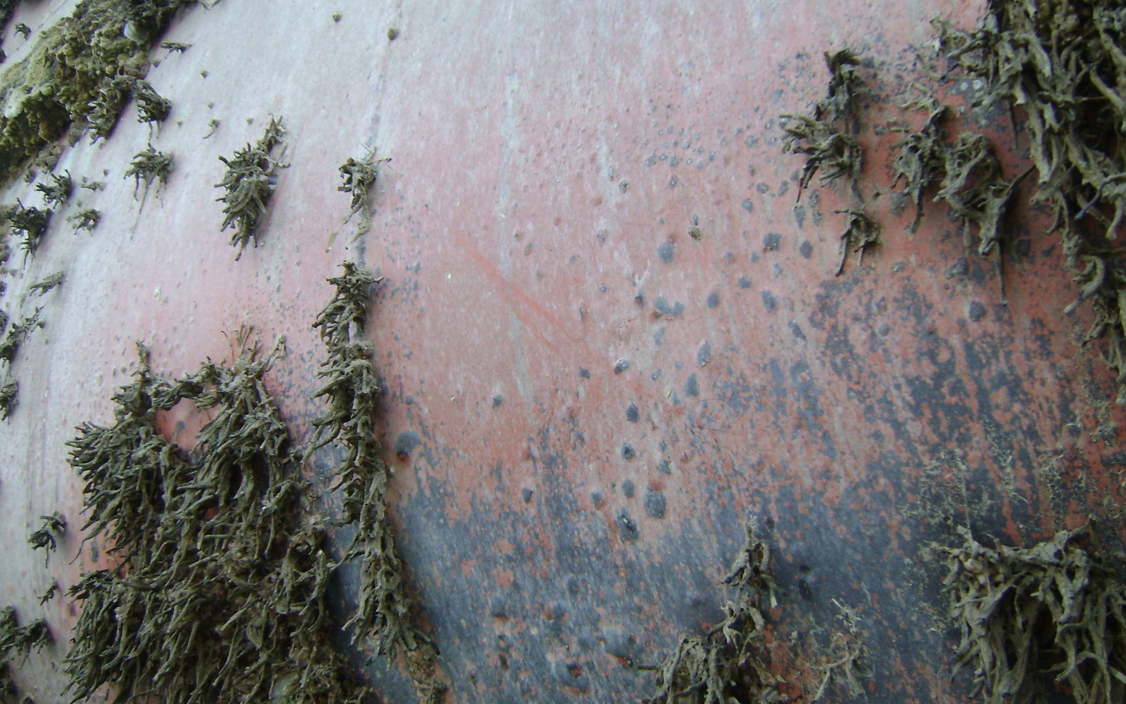 A ship hull with seaweed